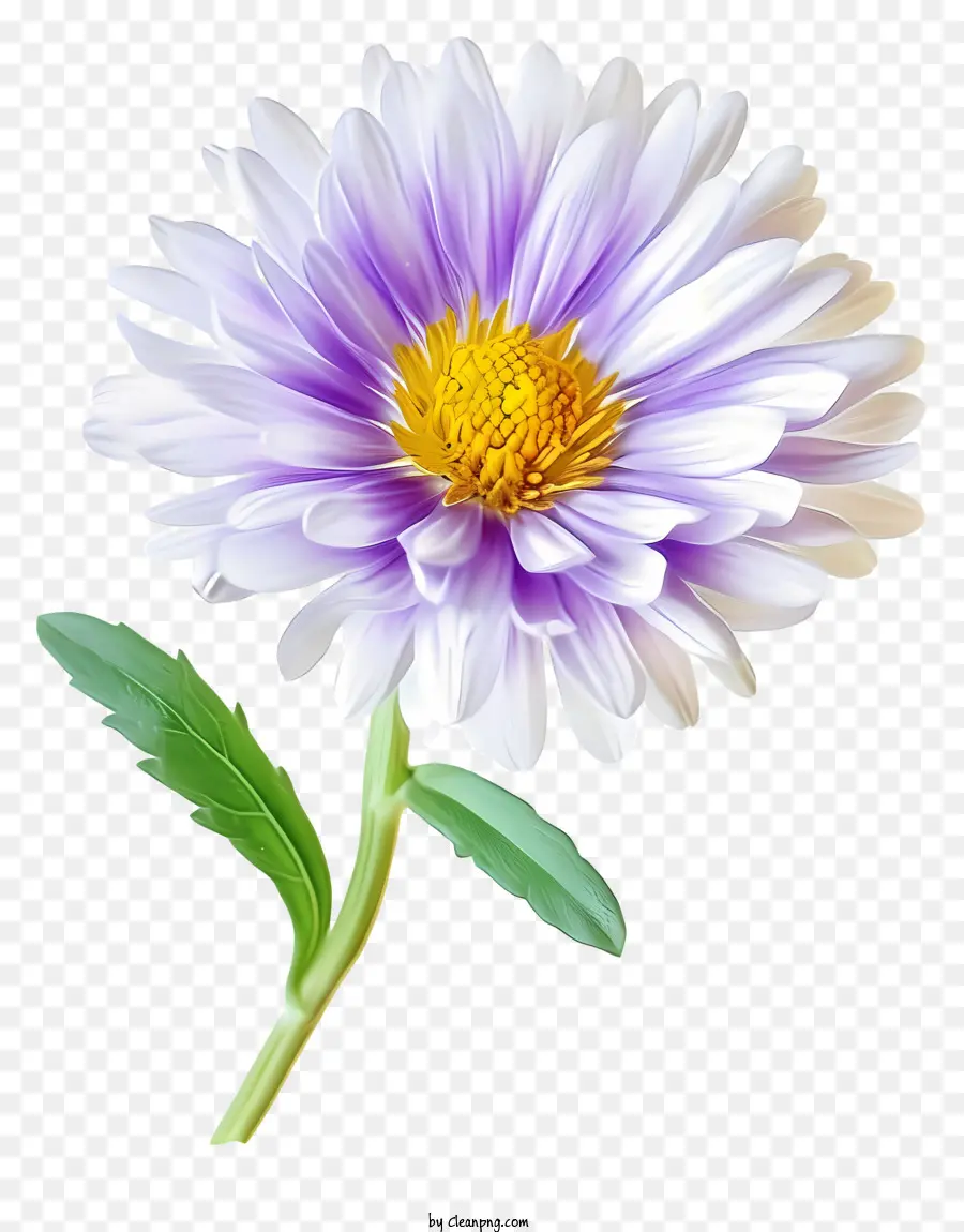Элегантный астр цветок，белый цветок PNG
