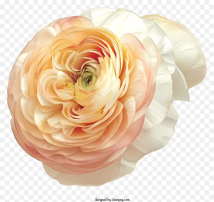 в стиле романтической иллюстрации，Элегантный цветок ранункула PNG