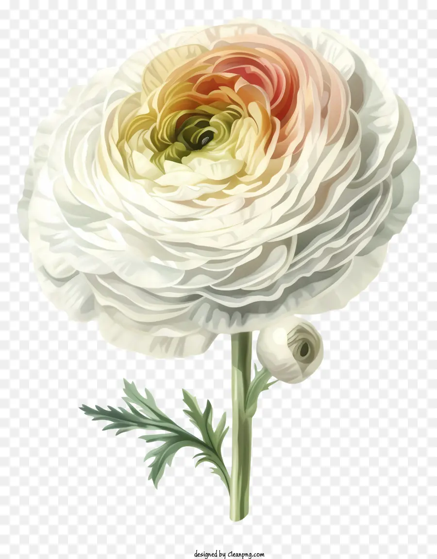 Элегантная икона цветов ранункулуса，Белая Роза PNG