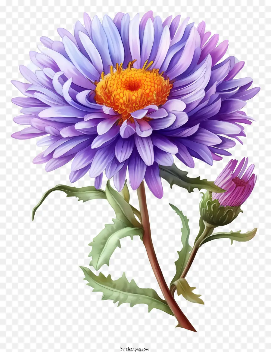акварельный элегантный аст，фиолетовый цветок PNG