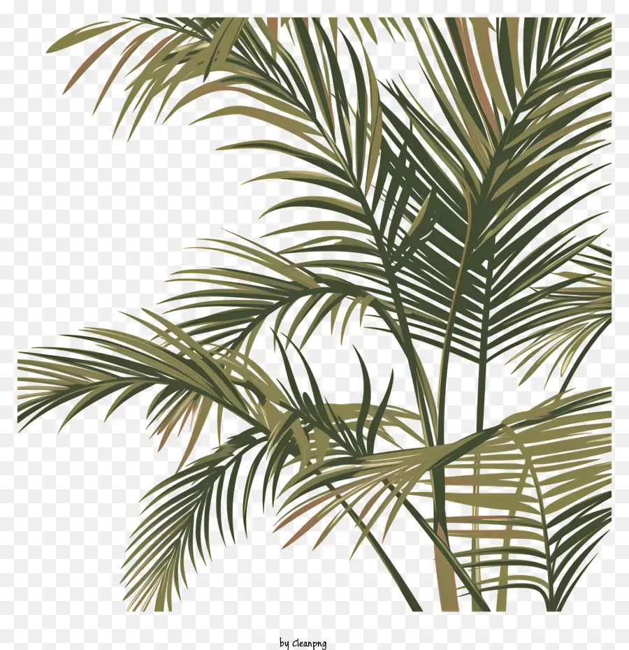 пальмовые ветви，пальму PNG
