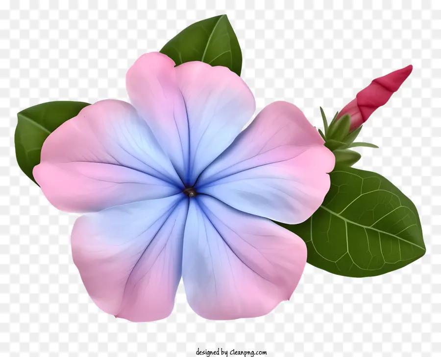 Плоский элегантный цветок Перивилля，цветок PNG