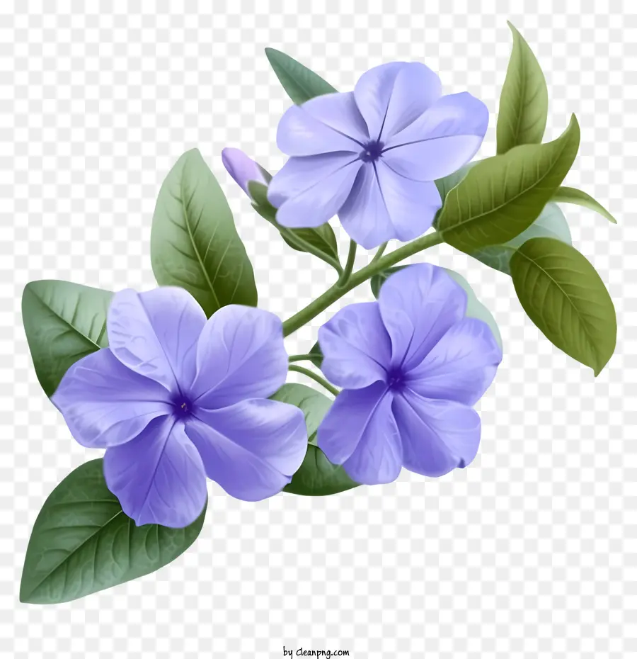 подробные иллюстрации，Элегантный цветок Periwinkle PNG
