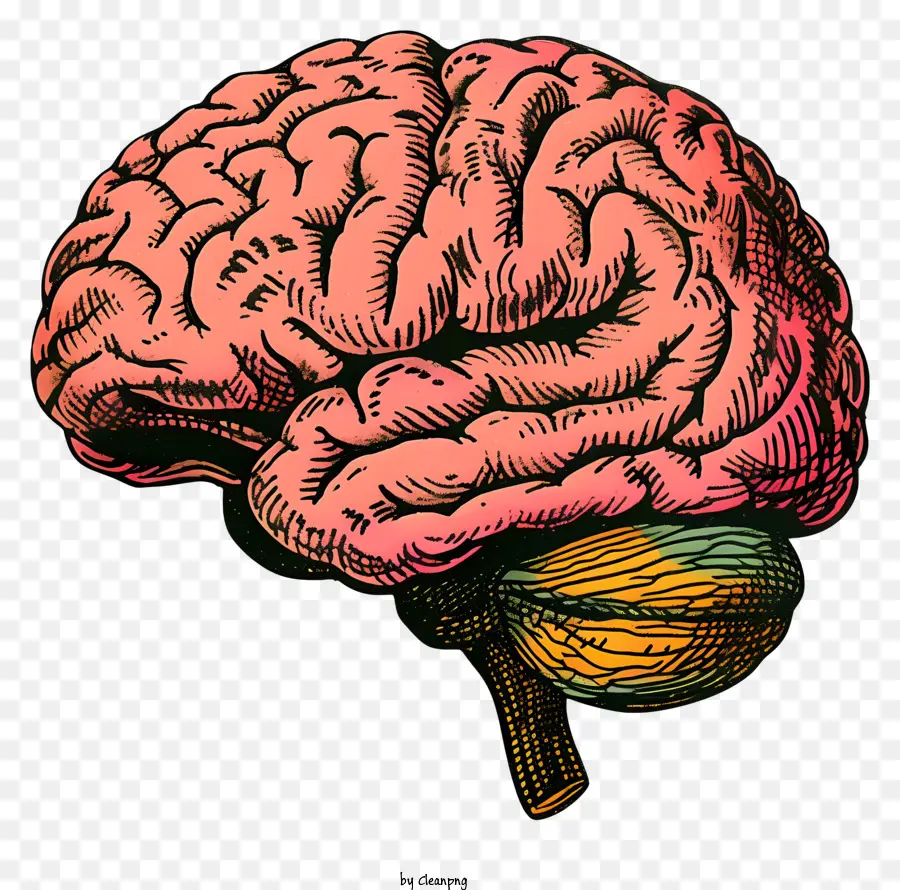 мозговой разум，человеческий мозг PNG