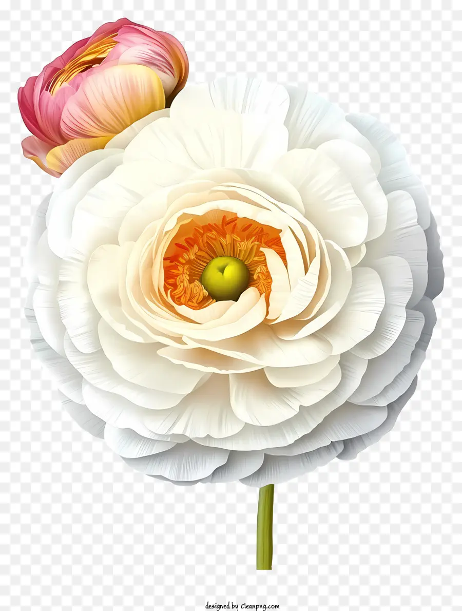 Элегантная икона цветов ранункулуса，белый цветок PNG