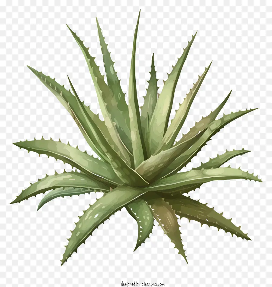 Aloe Vera Leaf，Aloe Vera Plant PNG