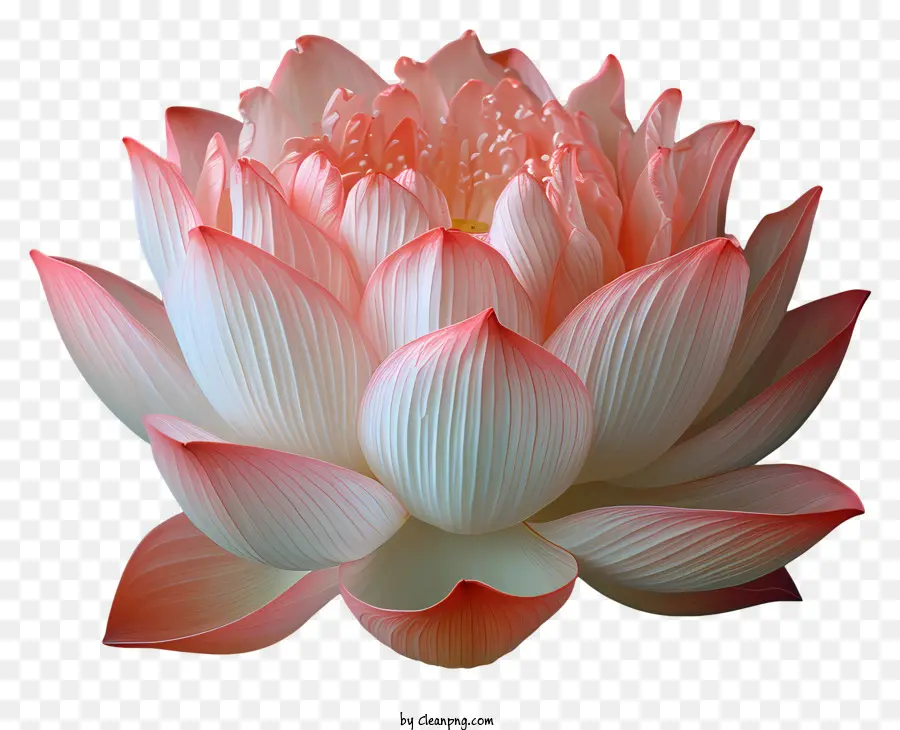 цветок лотоса，Розовый цветок лотоса PNG