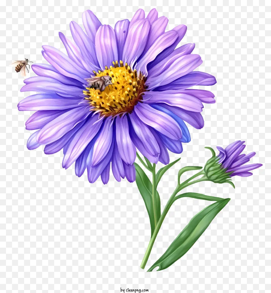 Элегантный астр цветок，фиолетовый цветок PNG