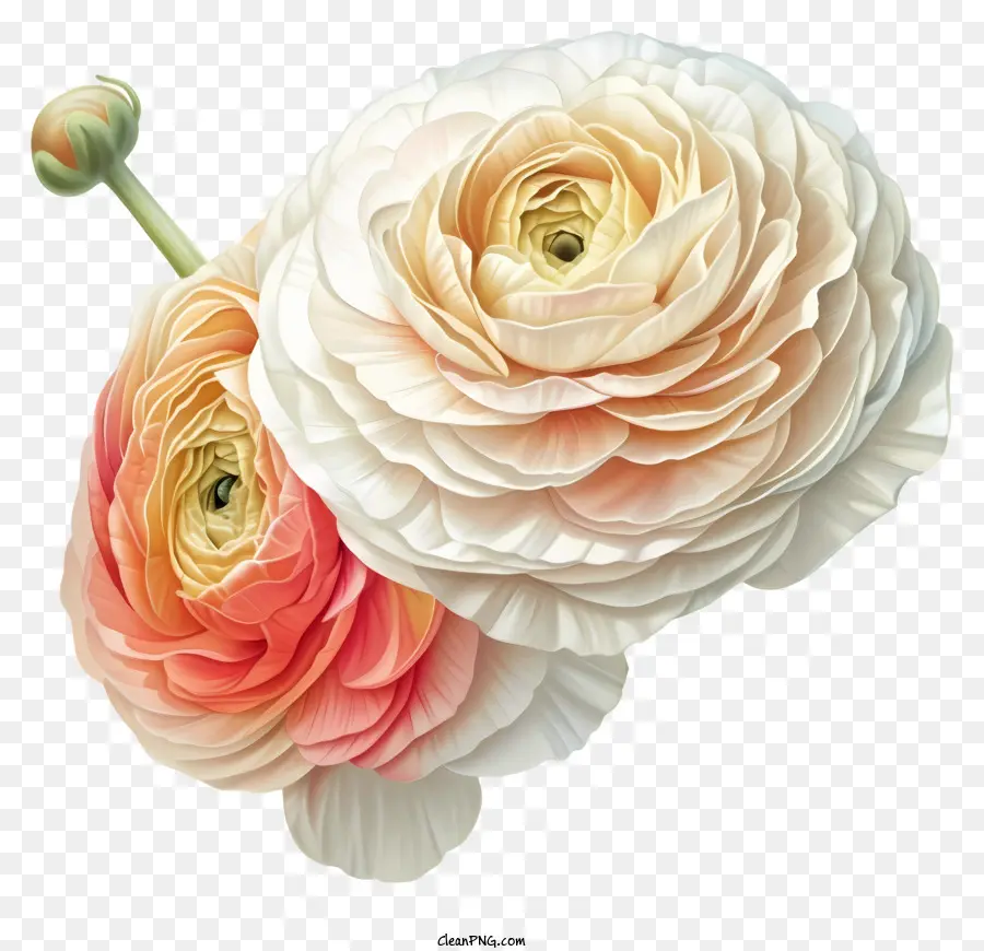 лютик цветок，Розы PNG