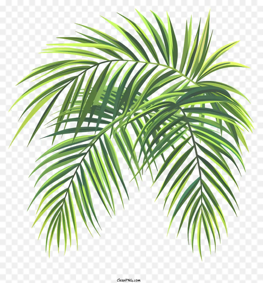 пальмовые ветви，пальмовый лист дерева PNG