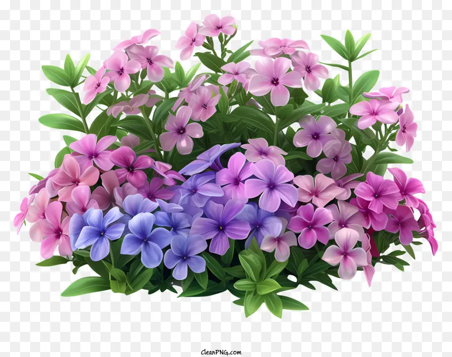 Флокс Цветок，розовые цветы PNG