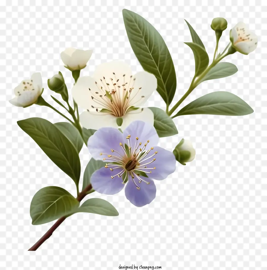 Элегантный мирт цветок，белый цветок PNG