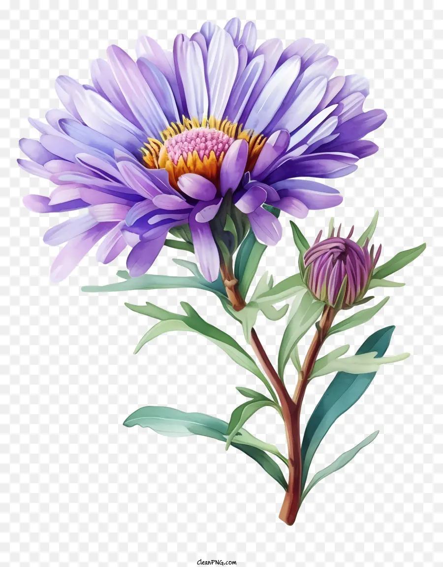 акварельный элегантный аст，цветок PNG
