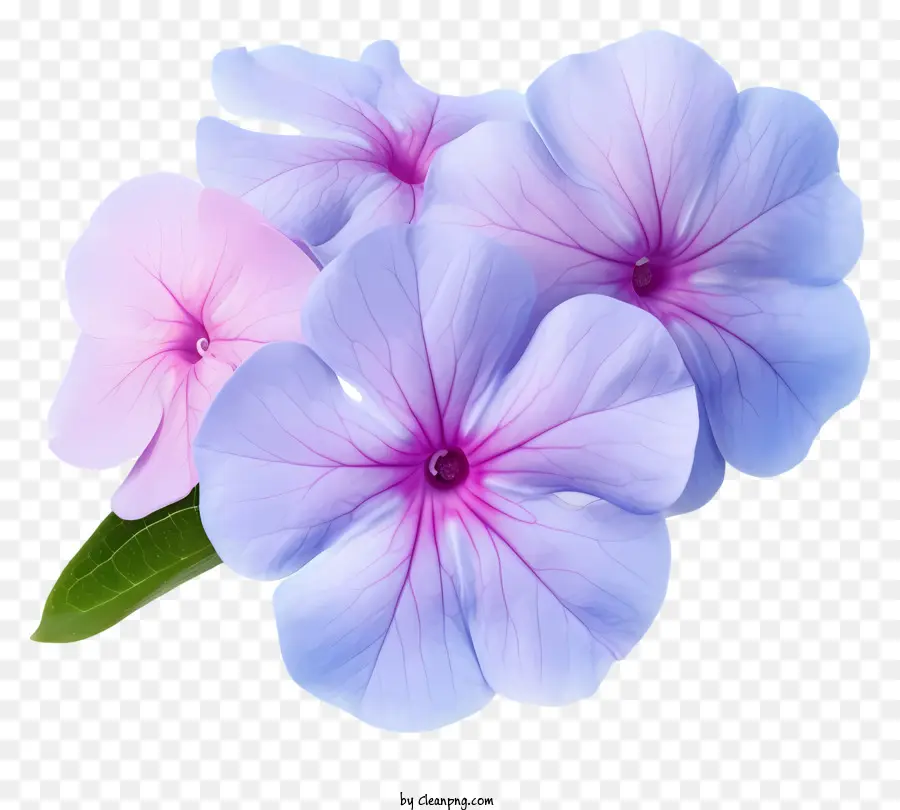 плоский элегантный цветок Periwinkle，цветы PNG