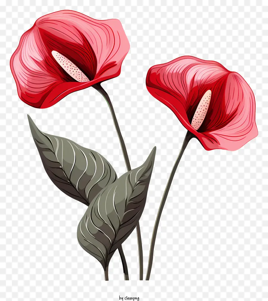 Антуриум цветы，красный цветок PNG