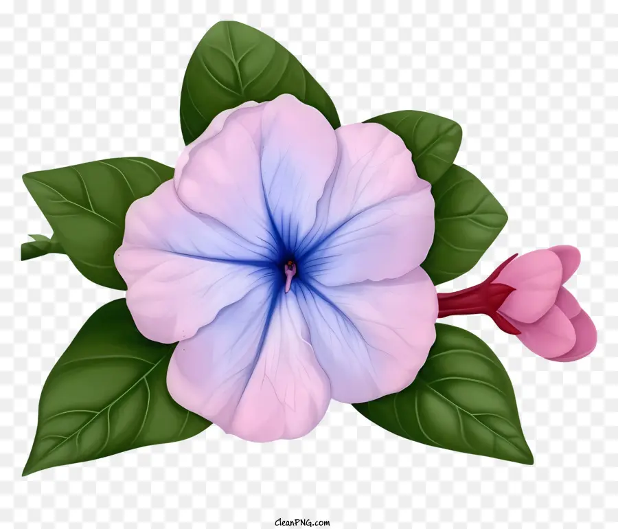 Элегантный цветок Periwinkle，цветок PNG