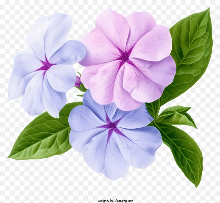 Элегантный цветок Periwinkle，фиолетовые цветы PNG