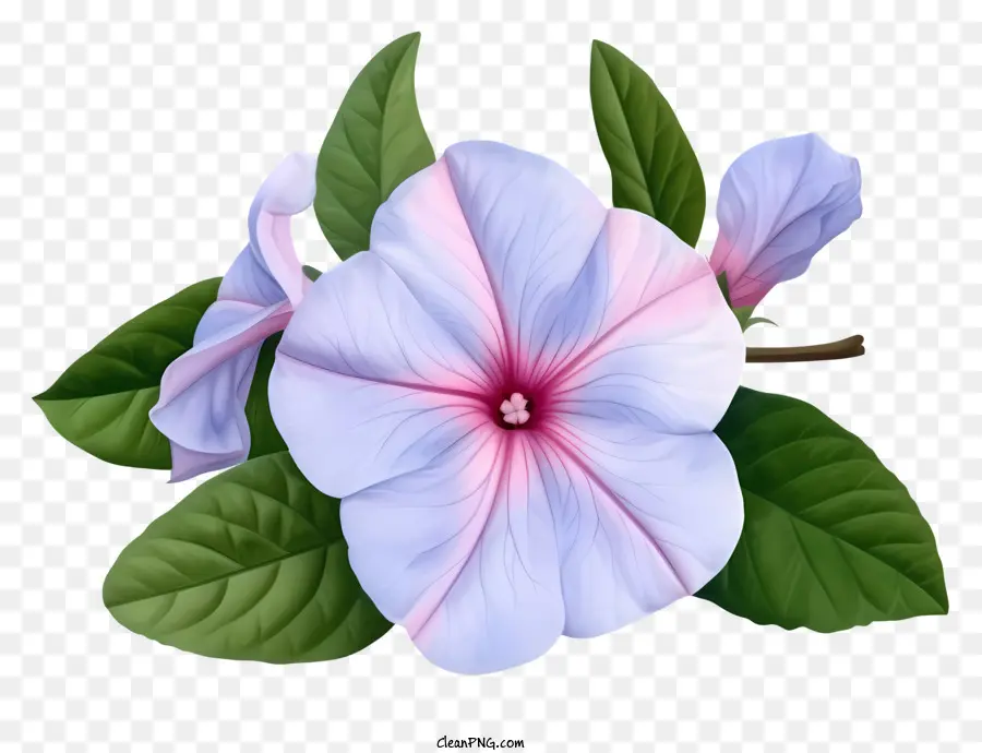 Элегантный цветок Periwinkle，цветок PNG