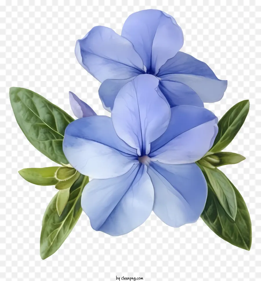 Элегантный цветок Periwinkle，Голубой цветок PNG