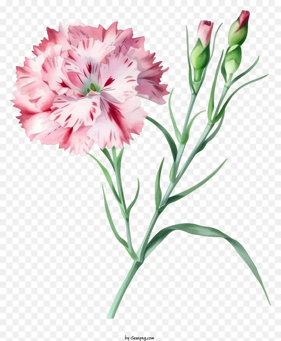 акварельный элегантный цветок Дианта，Розовая гвоздика PNG