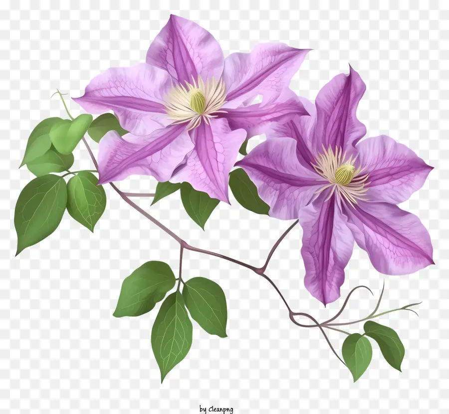 мультфильм элегантный клематис цветок，Клематола цветок PNG