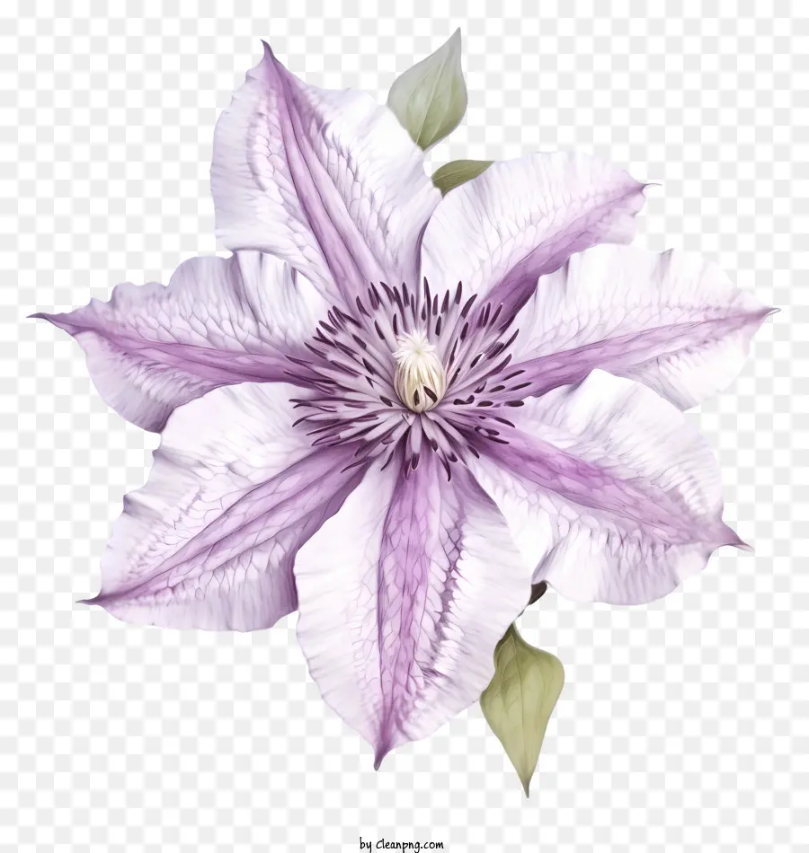 Нарисованный рукой элегантный цветок клематиса，цветок PNG