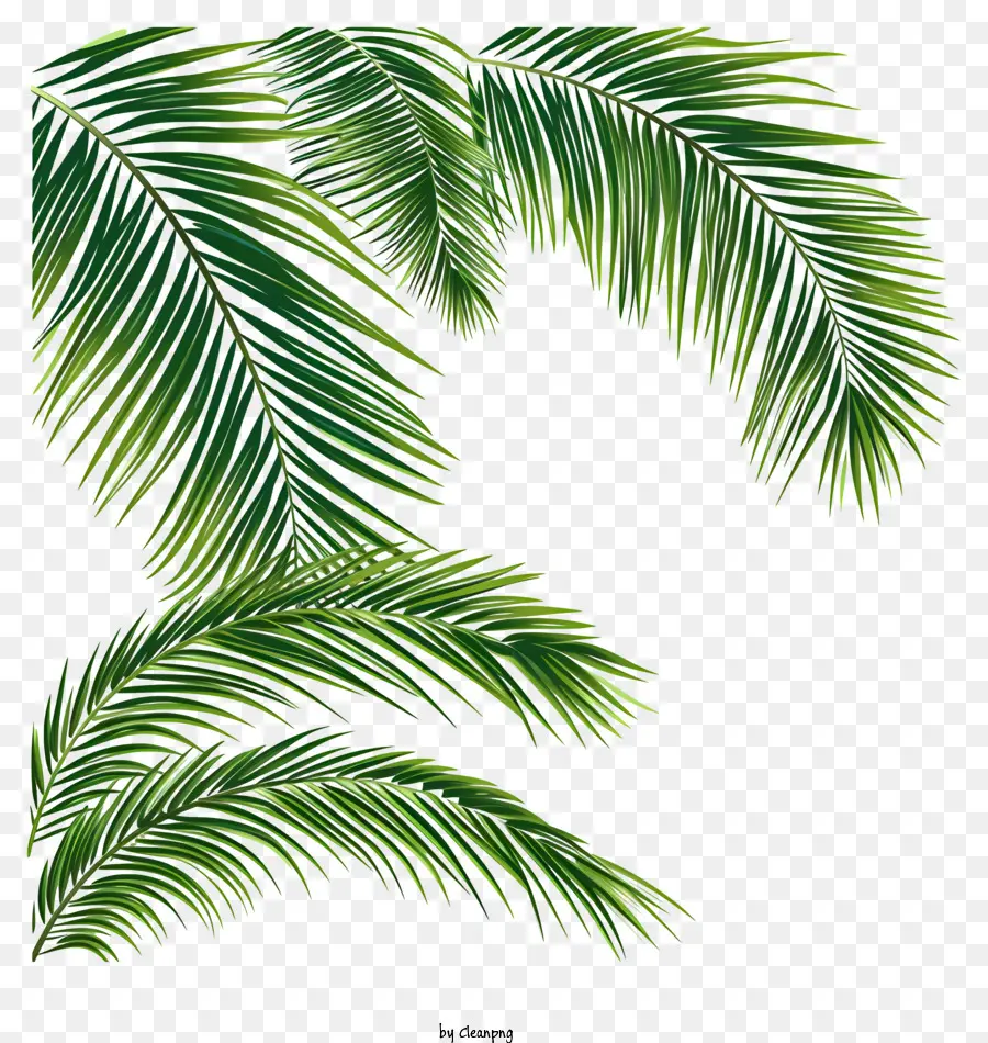 пальмовые ветви，пальмовые листья PNG