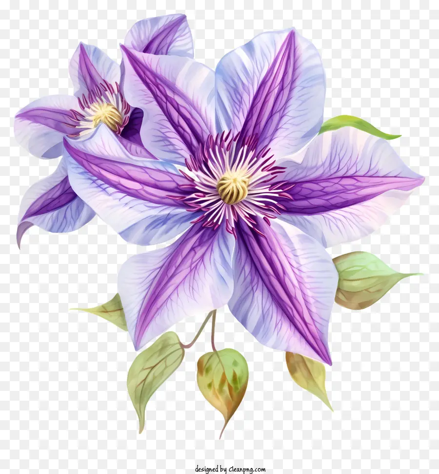Элегантная икона цветочного клематиса，Клематис Цветок PNG
