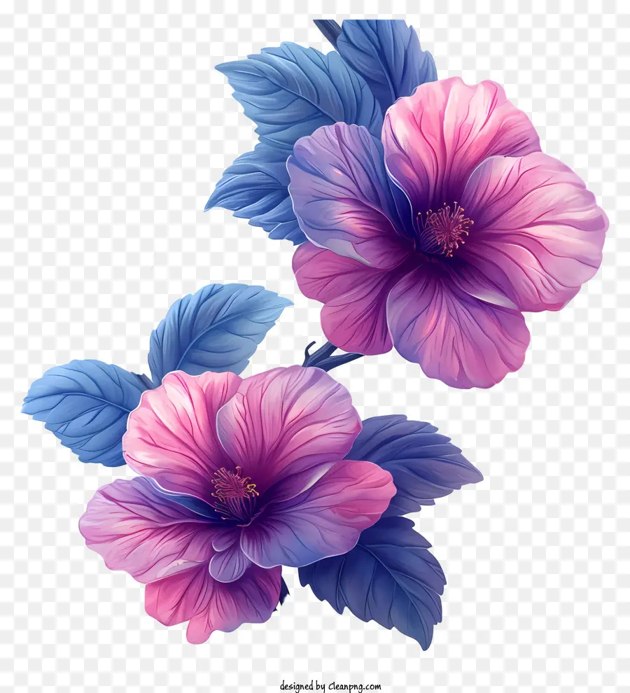 Цветочный рисунок фон，Розовые цветы гибискуса PNG