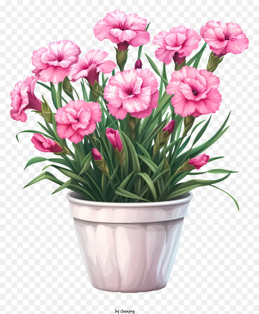 Цветок Дианта，розовая гвоздика PNG