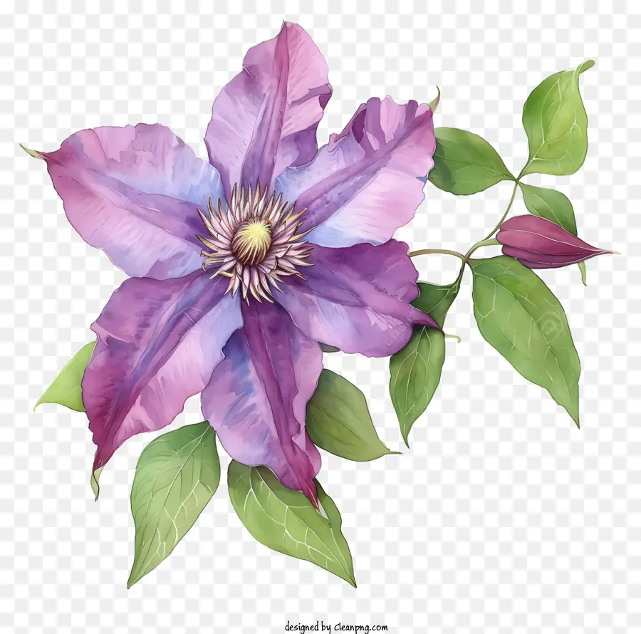 акварельный элегантный клематис цветок，фиолетовый клементин PNG