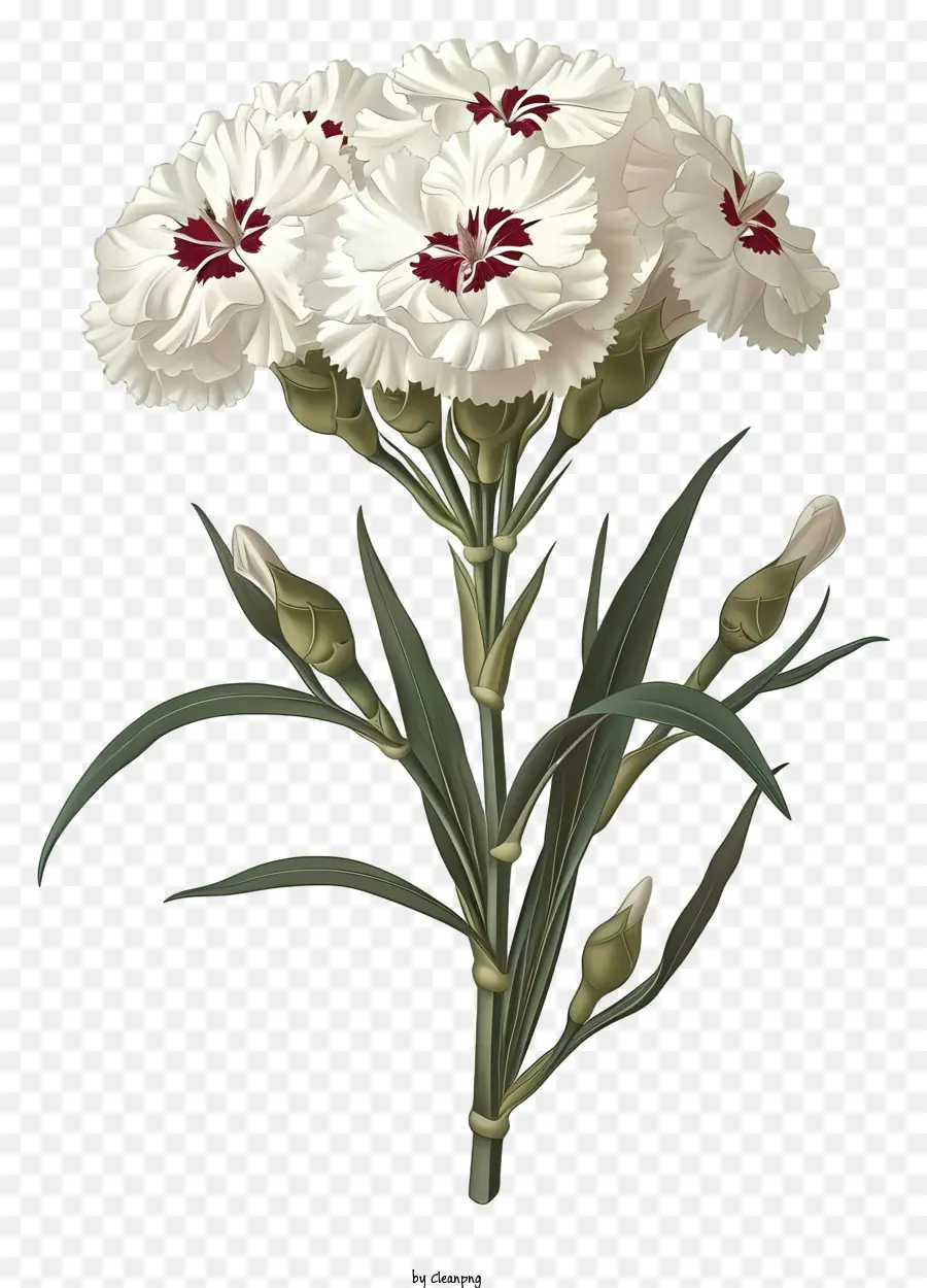 Элегантная икона цветочника Дианта，Белые гвоздики PNG