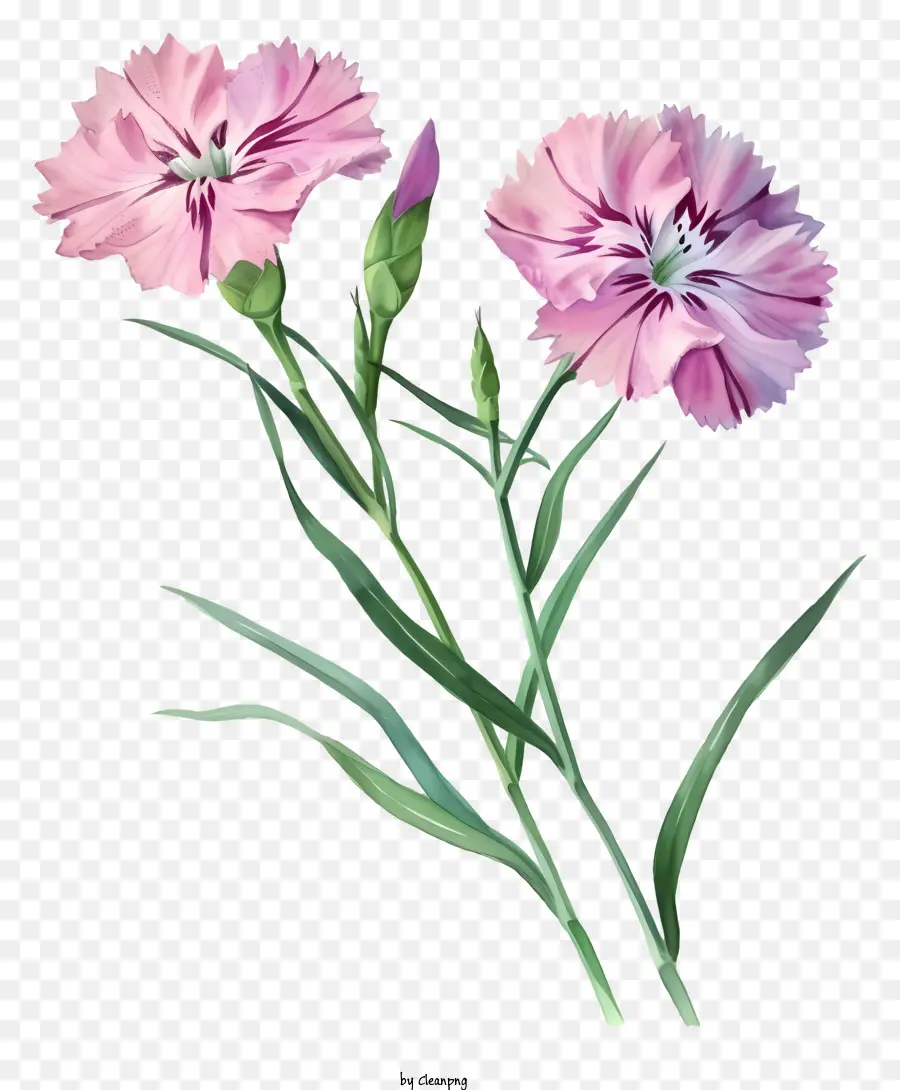 подробные иллюстрации，Элегантный цветок Дианта PNG
