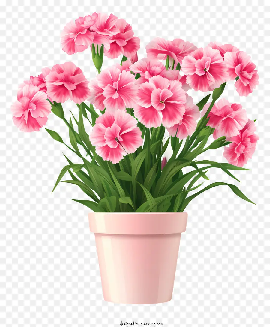 Цветок Дианта，Розовый цветочный горшок PNG