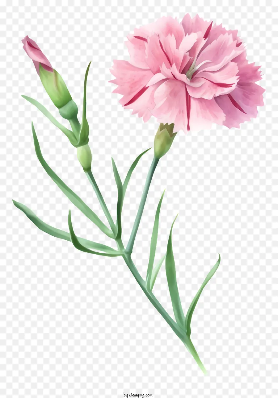 акварельный элегантный цветок Дианта，розовый цветок PNG