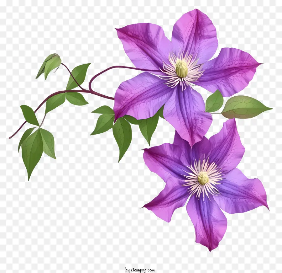 мультфильм элегантный клематис цветок，фиолетовый цветок PNG