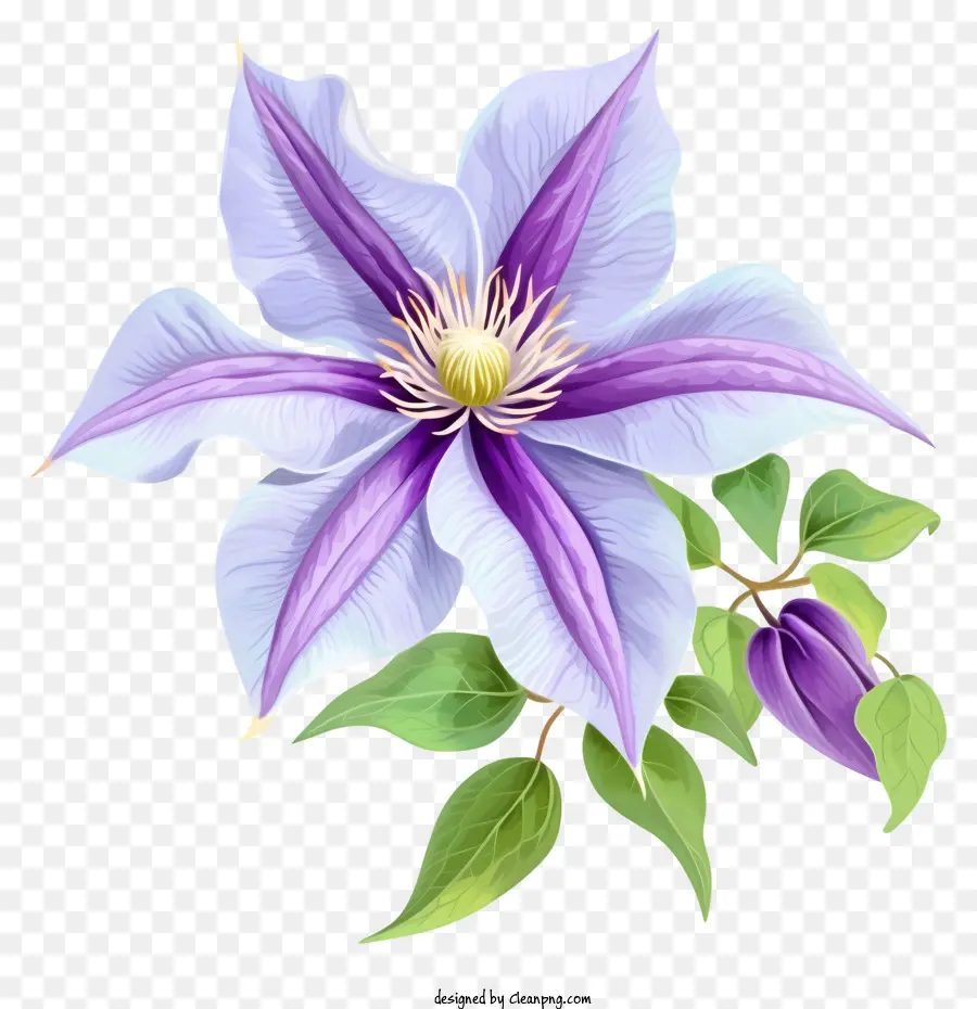 Элегантная икона цветочного клематиса，Клемателла цветок PNG