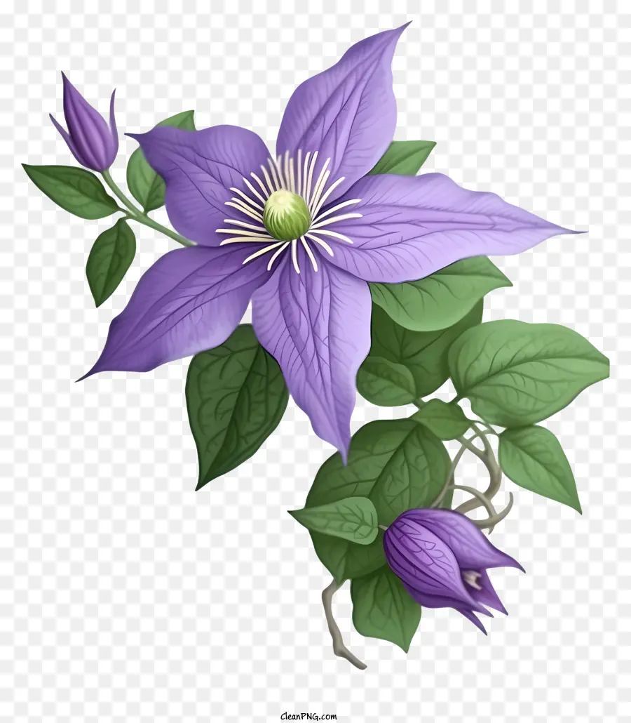 мультфильм элегантный клематис цветок，Фиолетовый Клематис Цветок PNG