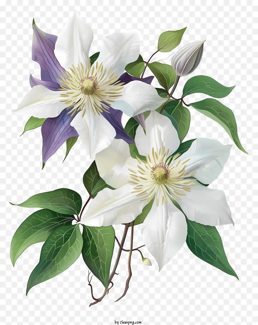 подробные иллюстрации，Элегантный цветок Клематис PNG