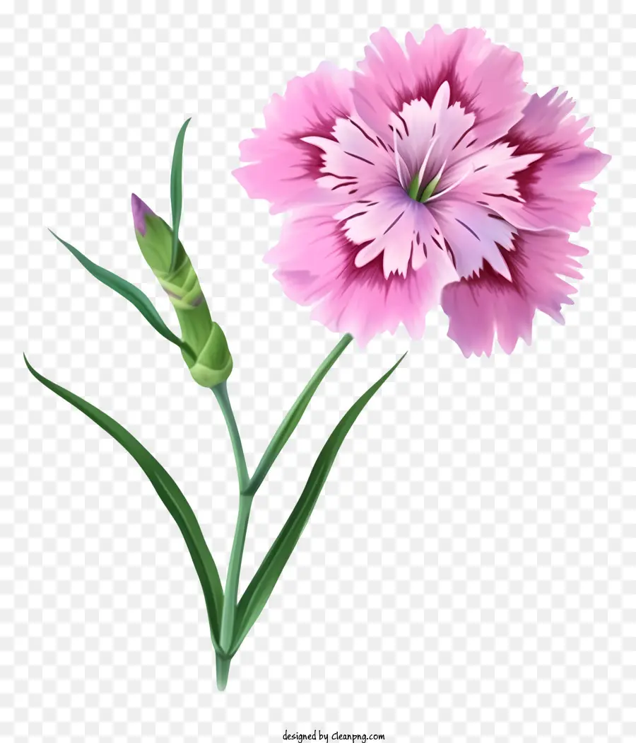 Элегантная икона цветочника Дианта，розовый цветок PNG