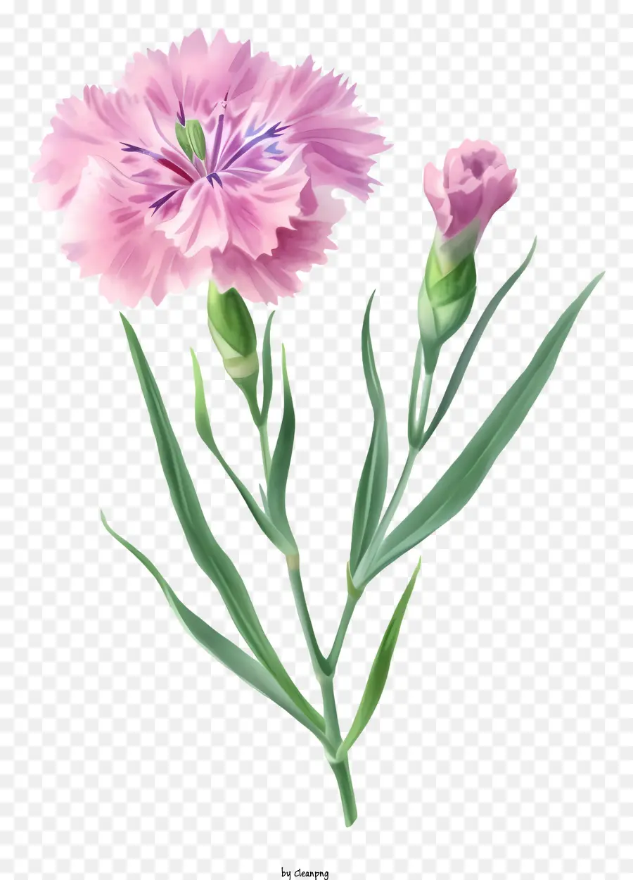 Элегантная икона цветочника Дианта，розовая гвоздика PNG
