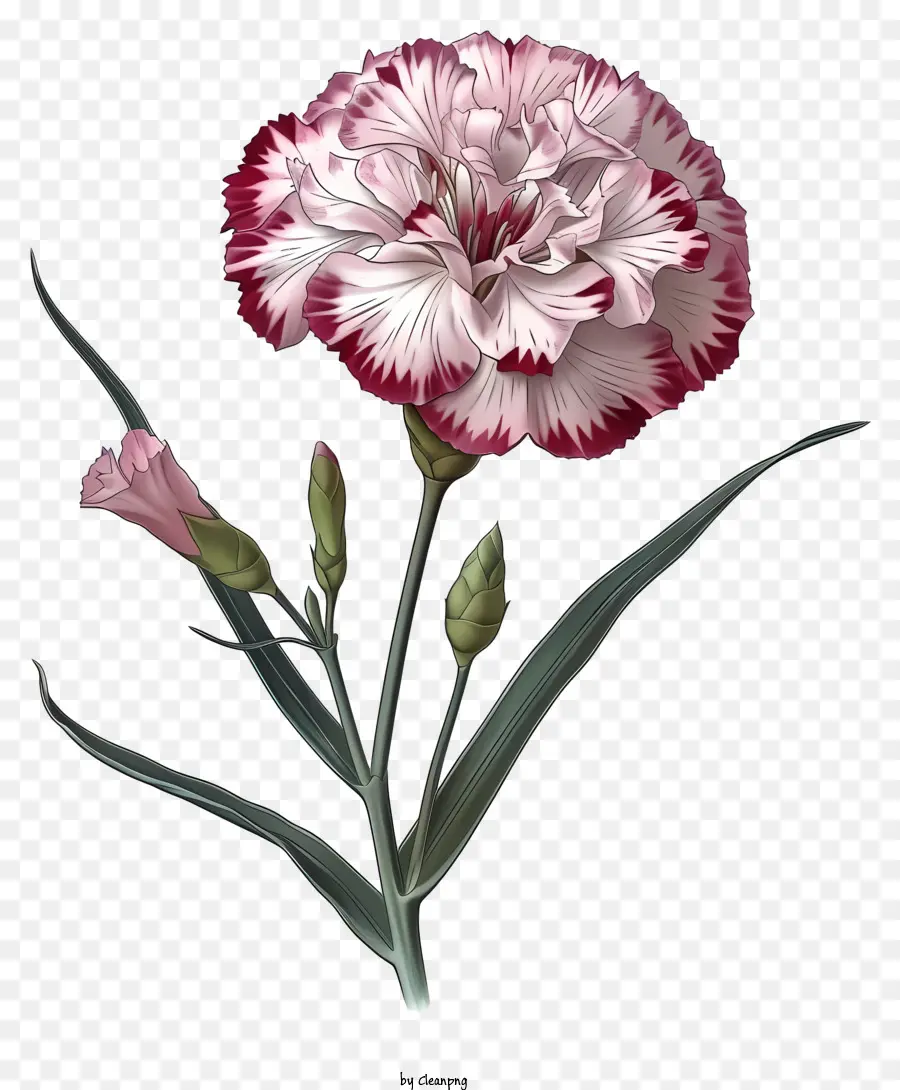 в стиле романтической иллюстрации，Элегантный цветок Дианта PNG
