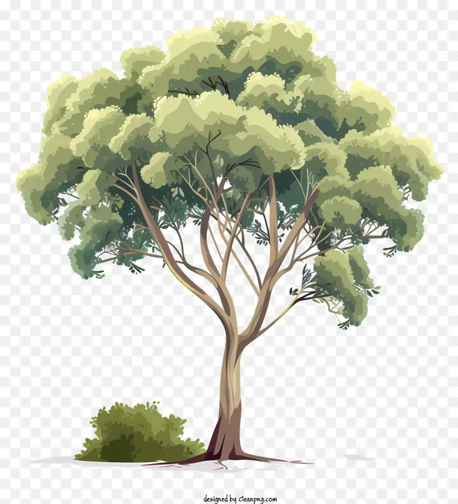 Дерево，филиалы PNG