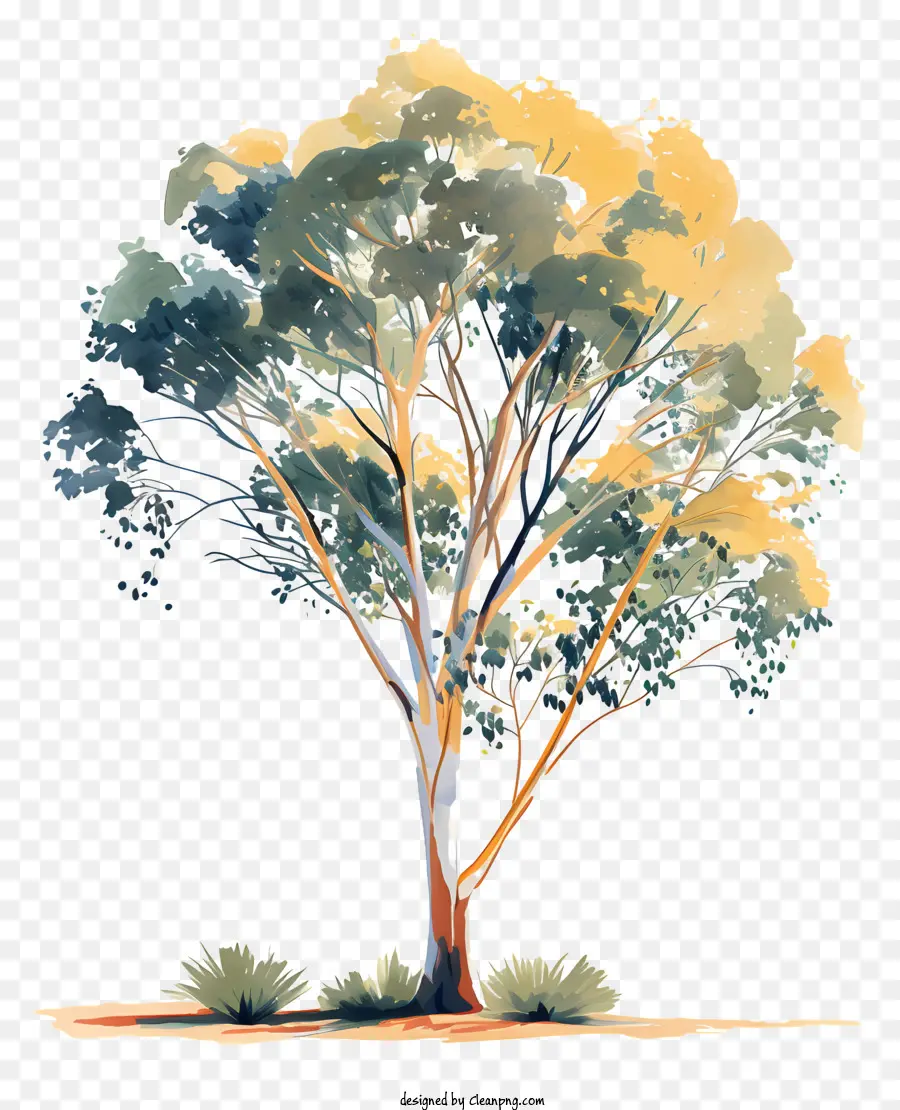 эвкалиптовое дерево，осеннее дерево PNG