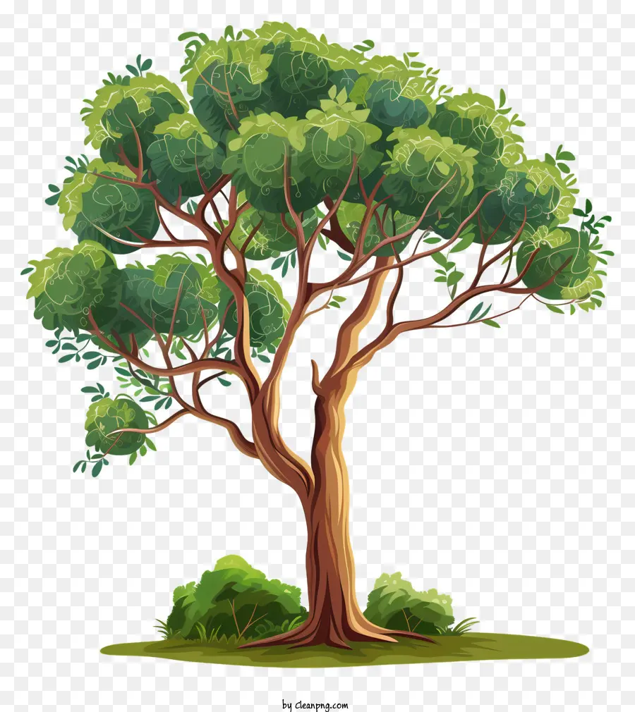Дерево，Oak Tree PNG