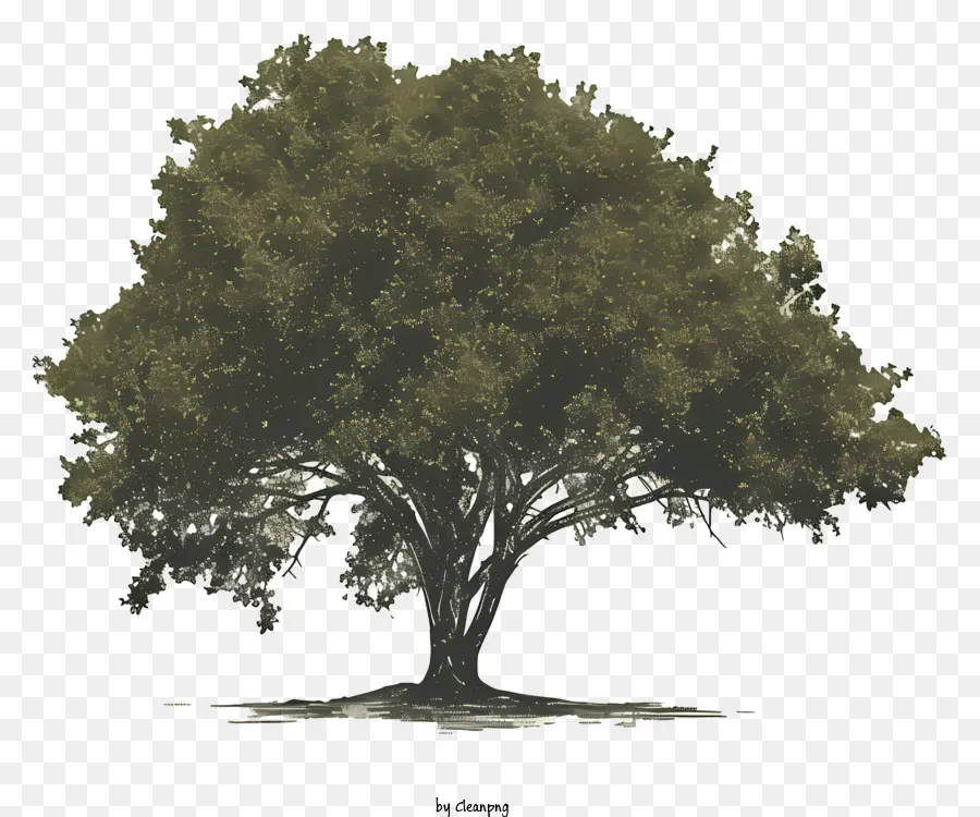 Дерево архитектуры，темно зеленый дерево PNG