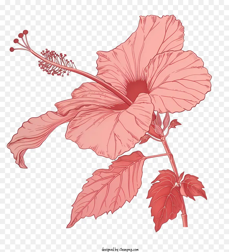 цветок гибискуса，Розовый гибикус PNG