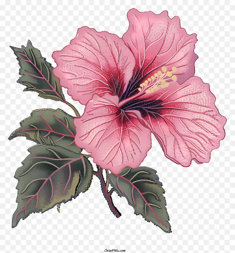 цветок гибискуса，Розовый цветок гибискуса PNG