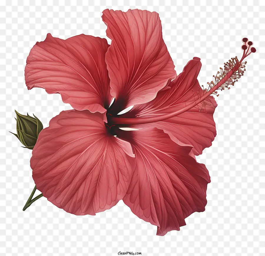 цветок гибискуса，Розовый цветок гибискуса PNG