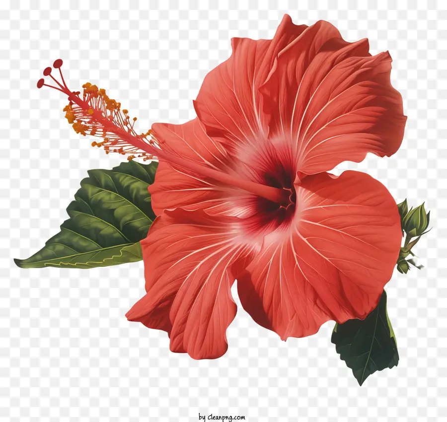 цветок гибискуса，Красный цветок гибискуса PNG